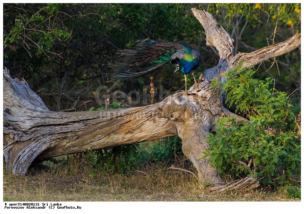  ��������, ��������, �����, �����, ��������, �����������, ���������, Phasianidae, ������, ������������ ������, ��������� ������, Pavo cristatus, XYZ