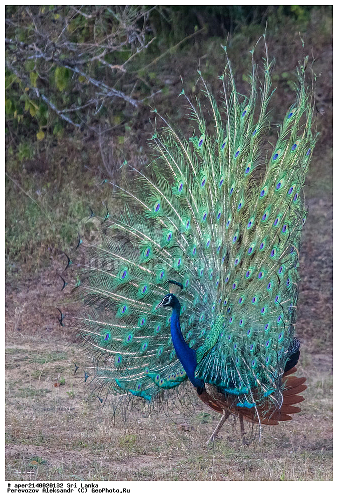  ��������, ��������, �����, �����, ��������, �����������, ���������, Phasianidae, ������, ������������ ������, ��������� ������, Pavo cristatus, XYZ