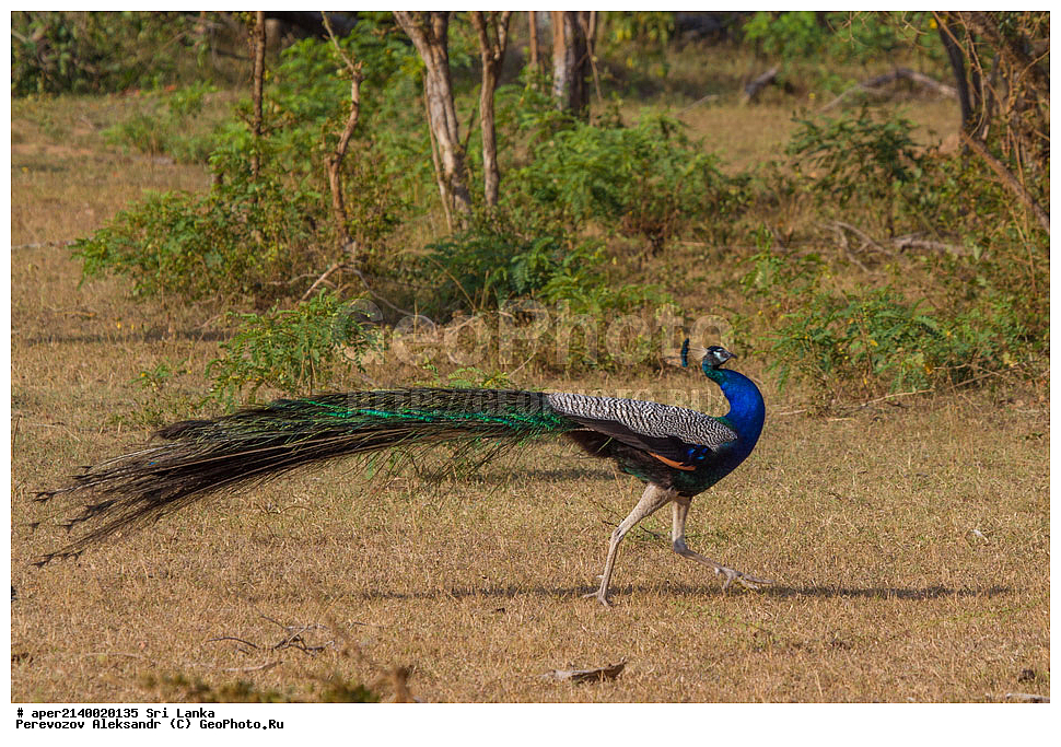  ��������, ��������, �����, �����, ��������, �����������, ���������, Phasianidae, ������, ������������ ������, ��������� ������, Pavo cristatus, XYZ