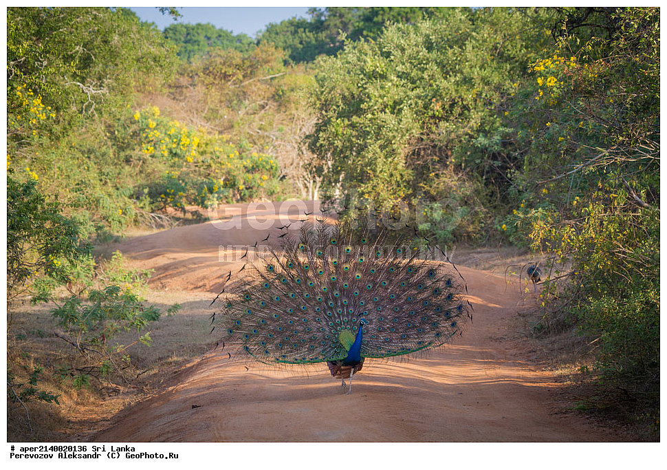  ��������, ��������, �����, �����, ��������, �����������, ���������, Phasianidae, ������, ������������ ������, ��������� ������, Pavo cristatus, XYZ