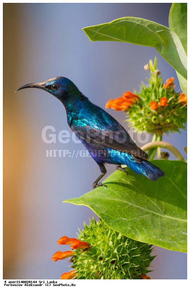 ��������, ��������, �����, �����, ��������, �����������, �������������, Nectariniidae, ���-�����, ��������������� ���������������� ���������� ���-�����, ������, XYZ, ���������� ����������, ��������� ����������, Cinnyris asiaticus