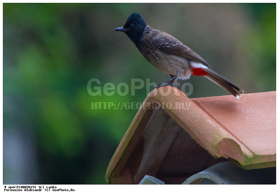 ��������, ��������, �����, �����, ��������, �����������, �����������, ������������ ������, Pycnonotidae, ���-�����, ��������������� ���������������� ���������� ���-�����, ������, XYZ, ������������ ��������� ��������, Pycnonotus cafer