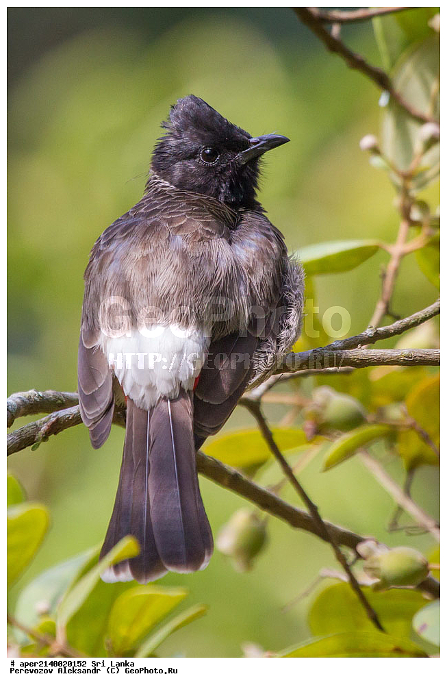 ��������, ��������, �����, �����, ��������, �����������, �����������, ������������ ������, Pycnonotidae, ���-�����, ��������������� ���������������� ���������� ���-�����, ������, XYZ, ������������ ��������� ��������, Pycnonotus cafer