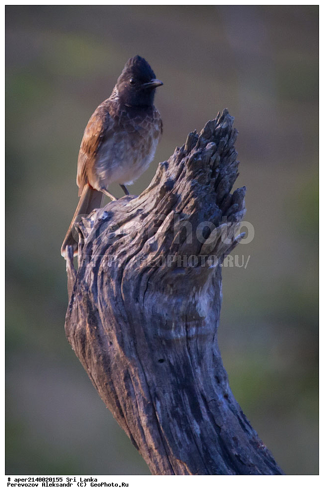 ��������, ��������, �����, �����, ��������, �����������, �����������, ������������ ������, Pycnonotidae, ���-�����, ��������������� ���������������� ���������� ���-�����, ������, XYZ, ������������ ��������� ��������, Pycnonotus cafer