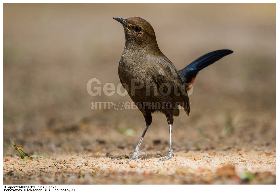 ��������, ��������, �����, �����, ��������, �����������, ������������, Muscicapidae, ���-�����, ��������������� ���������������� ���������� ���-�����, ������, XYZ, ��������� �����, Saxicoloides fulicatus