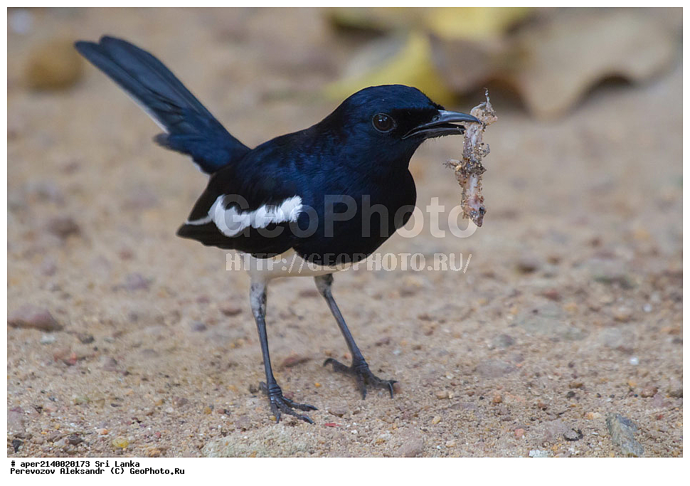  ��������, ��������, �����, �����, ��������, �����������, ������������, Muscicapidae, ���-�����, ��������������� ���������������� ���������� ���-�����, ������, XYZ, ������� ����-�����, ������� ������, ��������� ������� ������, Copsychus saularis ceylonensis