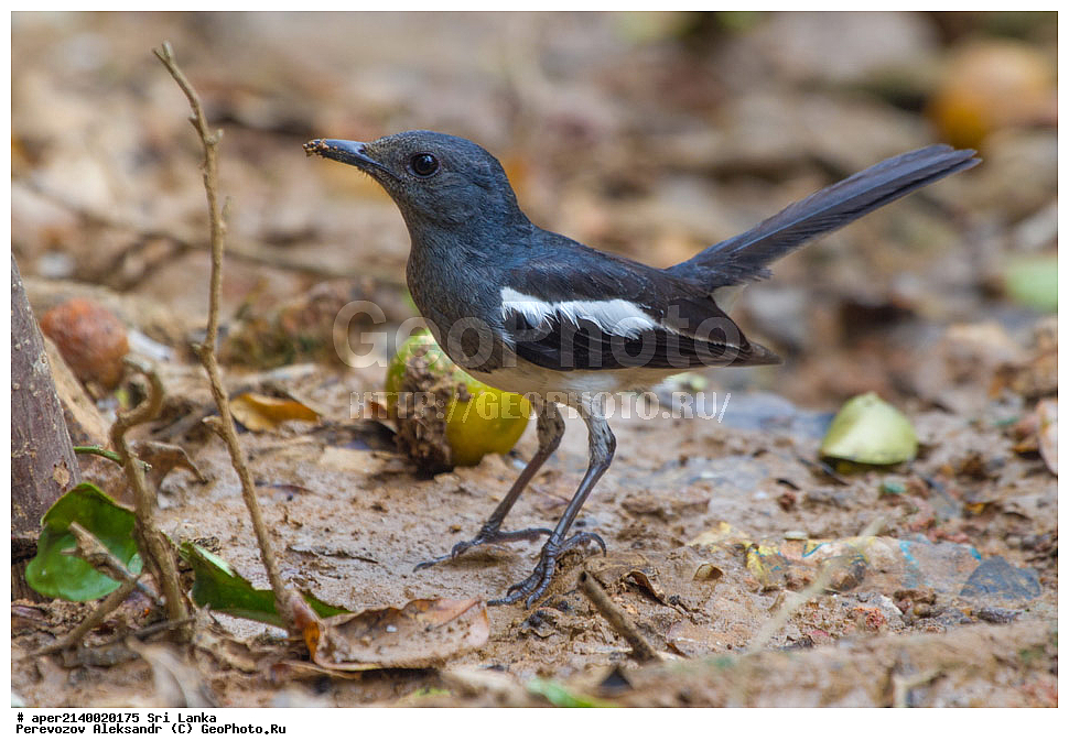  ��������, ��������, �����, �����, ��������, �����������, ������������, Muscicapidae, ���-�����, ��������������� ���������������� ���������� ���-�����, ������, XYZ, ������� ����-�����, ������� ������, ��������� ������� ������, Copsychus saularis ceylonensis
