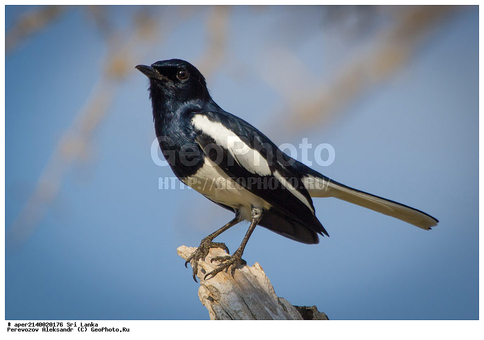  ��������, ��������, �����, �����, ��������, �����������, ������������, Muscicapidae, ���-�����, ��������������� ���������������� ���������� ���-�����, ������, XYZ, ������� ����-�����, ������� ������, ��������� ������� ������, Copsychus saularis ceylonensis