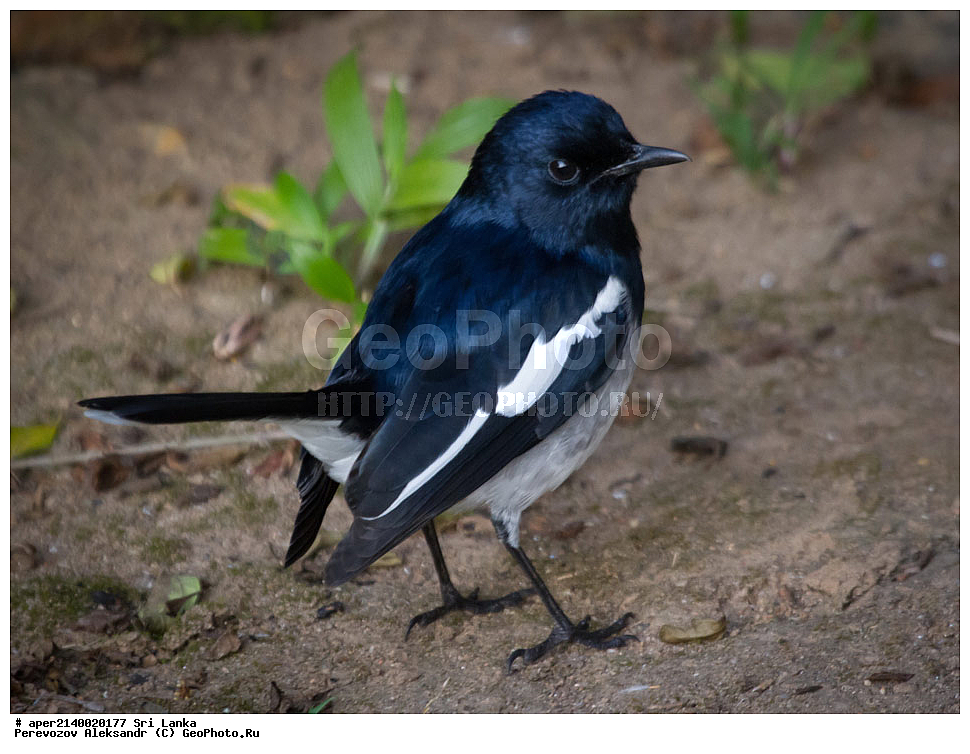  ��������, ��������, �����, �����, ��������, �����������, ������������, Muscicapidae, ���-�����, ��������������� ���������������� ���������� ���-�����, ������, XYZ, ������� ����-�����, ������� ������, ��������� ������� ������, Copsychus saularis ceylonensis