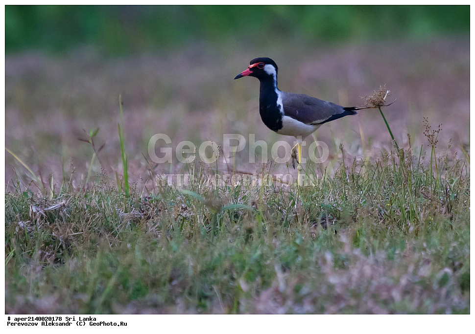 ��������, ��������, �����, �����, ��������, �����������, �����, ������, ���������, Charadriidae, ���-�����, ��������������� ���������������� ���������� ���-�����, ������, XYZ, ���������� �����, Vanellus indicus, Vanellus indicus indicus