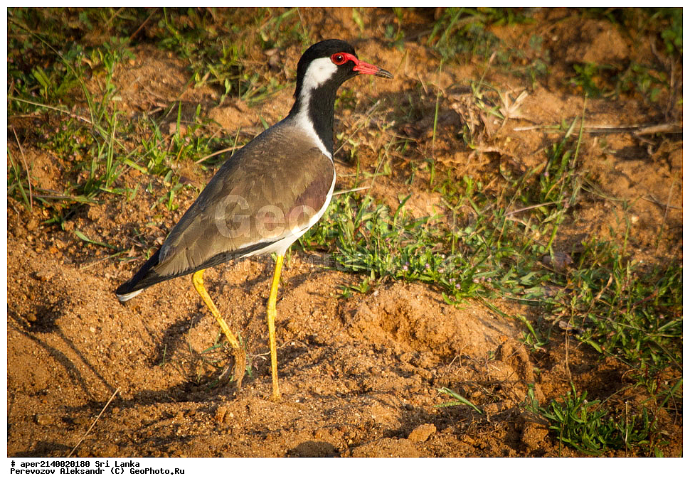 ��������, ��������, �����, �����, ��������, �����������, �����, ������, ���������, Charadriidae, ���-�����, ��������������� ���������������� ���������� ���-�����, ������, XYZ, ���������� �����, Vanellus indicus, Vanellus indicus indicus