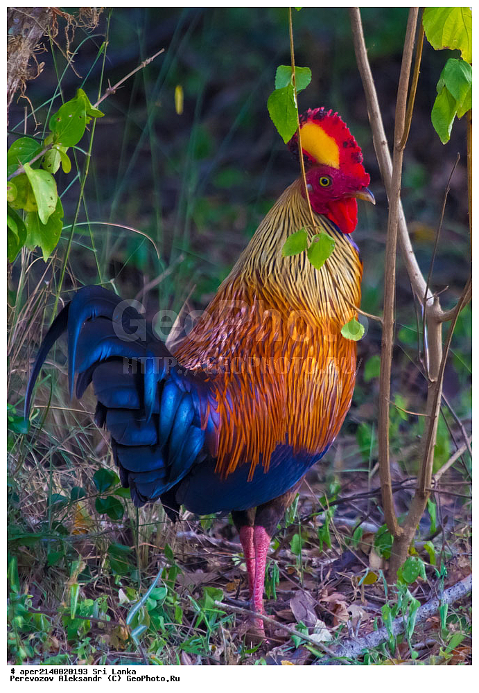 ��������, ��������, �����, �����, ��������, �����������, ���������, Phasianidae, ���������� ���������� ������, ����� ���������� �����, Gallus lafayettii, Gallus lafayetii, XYZ