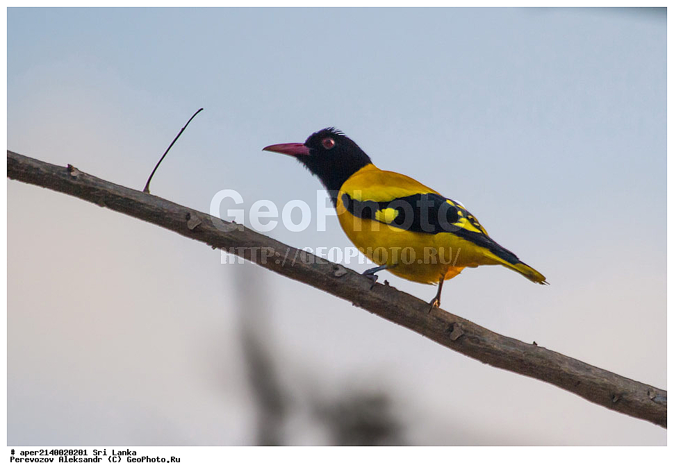 ��������, ��������, �����, �����, ��������, �����������, ���������, Oriolidae, ���-�����, ��������������� ���������������� ���������� ���-�����, ������, XYZ, ������������ ������, ������ ��������� ������������, Oriolus xanthornus maderaspatanus