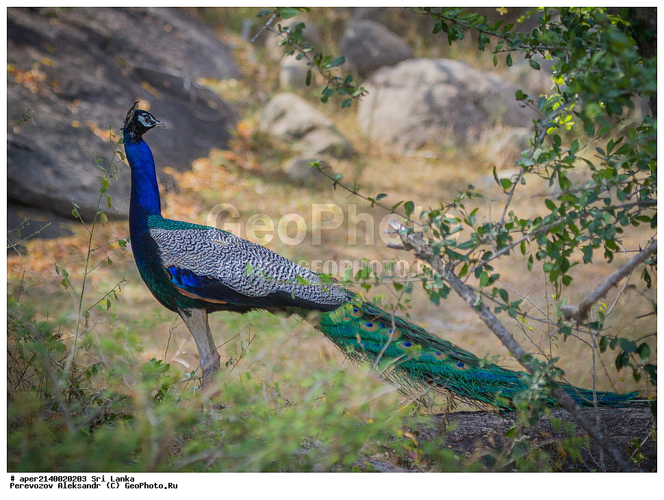 ��������, ��������, �����, �����, ��������, �����������, ���������, Phasianidae, ���-�����, ��������������� ���������������� ���������� ���-�����, ������, XYZ, ������, ������������ ������, ��������� ������, Pavo cristatus