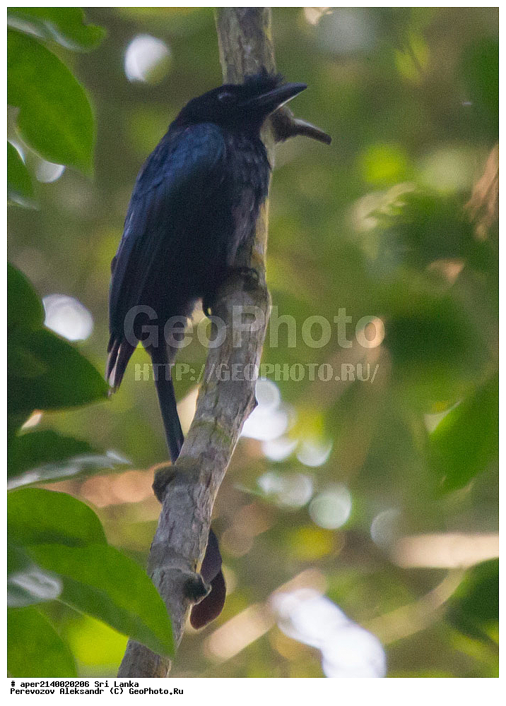 ��������, ��������, �����, �����, ��������, �����������, ���������, Dicruridae, ���-�����, ��������������� ���������������� ���������� ���-�����, ������, XYZ, ������� ������, ���-���������� ������, Dicrurus paradiseus lophorinus, Dicrurus lophorinus