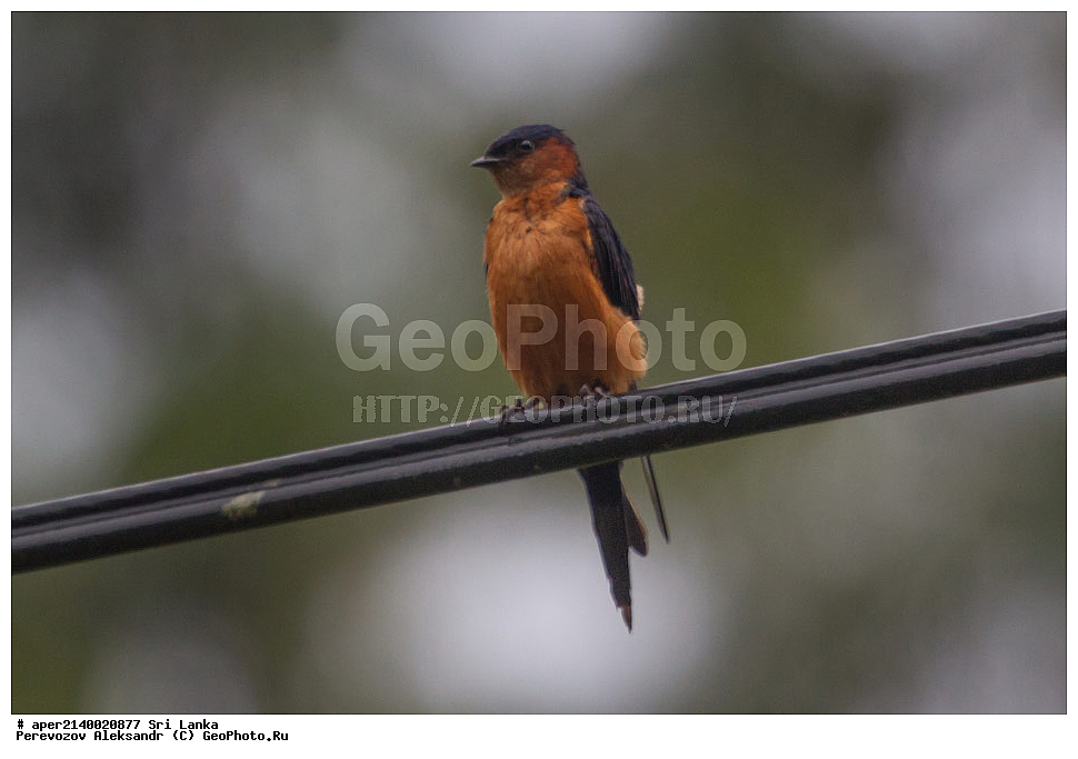 ��������, ��������, �����, �����, ��������, �����������, ���-�����, ��������������� ���������������� ���������� ���-�����, ������, XYZ