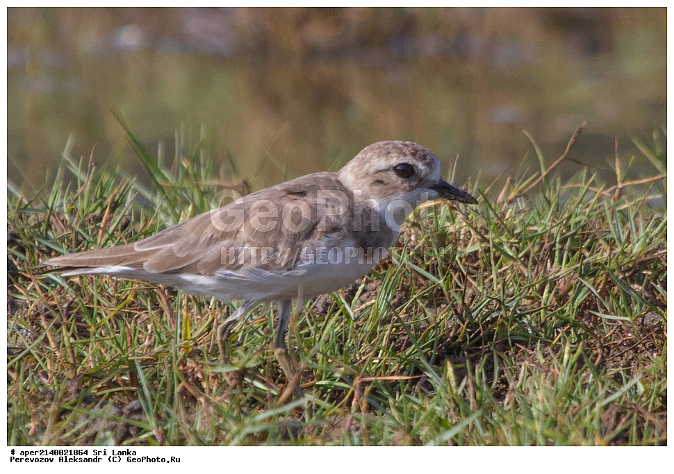 ��������, ��������, �����, �����, ��������, �����������, ���-�����, ��������������� ���������������� ���������� ���-�����, ������, XYZ