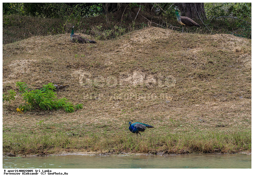  ��������, ��������, �����, �����, ��������, �����������, ���������, Phasianidae, ������, ������������ ������, ��������� ������, Pavo cristatus, XYZ