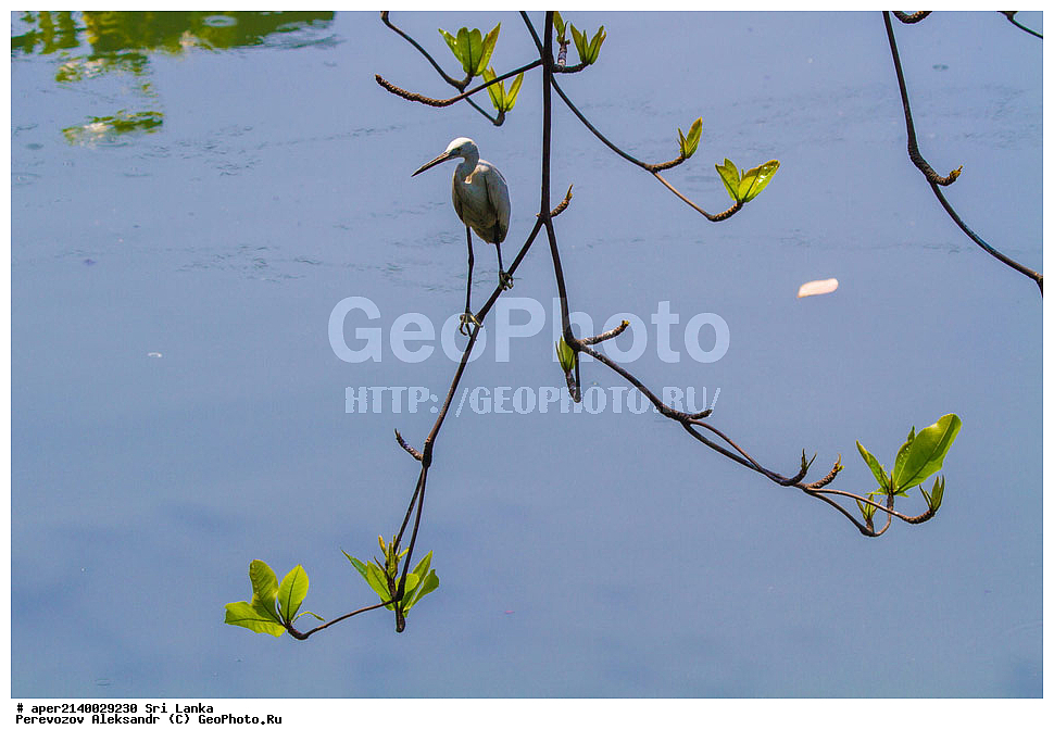 ��������, ��������, �����, �����, ��������, �����������, ���-�����, ��������������� ���������������� ���������� ���-�����, ������, XYZ