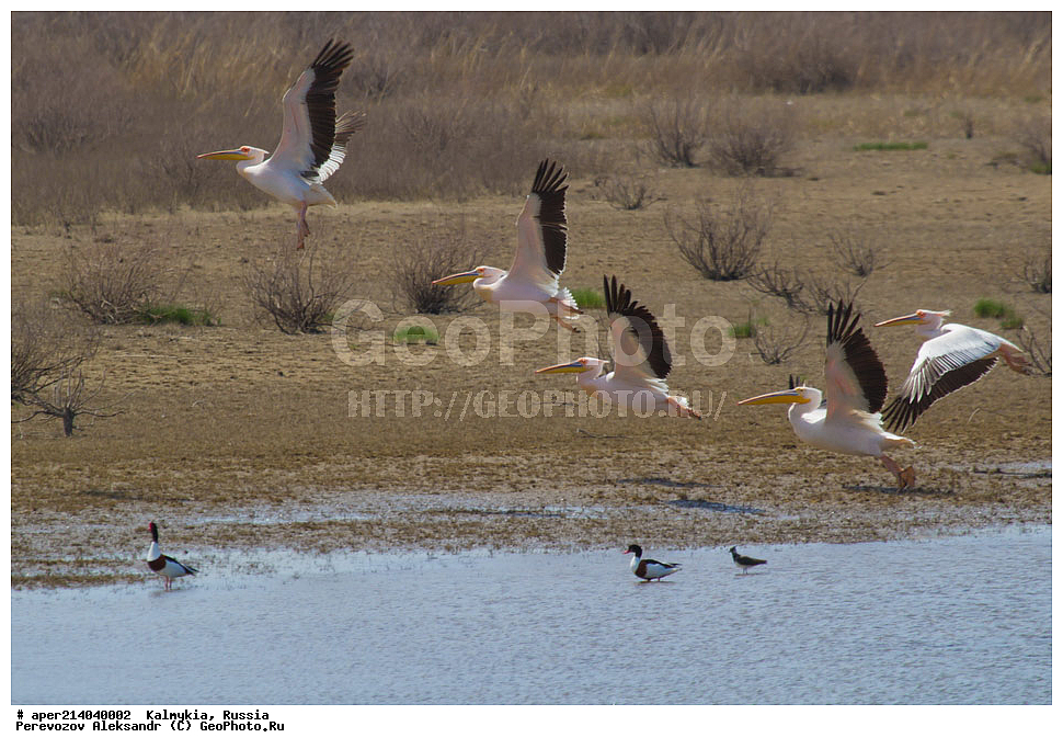 ���������� ��������, ��������, ��������, ��������, �����������, �����, �����, ��������, ��������, ��������, �����������, �����, �����, ������� �����, ������� �����, XYZ, �����������, Pelecanidae, ������� �������, Pelecanus onocrotalus, ������� �����, ������� �����