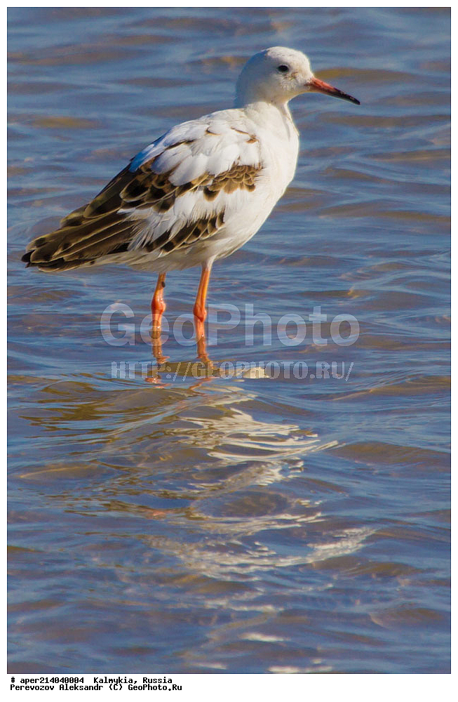 ���������� ��������, ��������, ��������, ��������, �����������, �����, �����, �����, ������, XYZ, ���������, Scolopacidae, ��������, Philomachus pugnax, Calidris pugnax