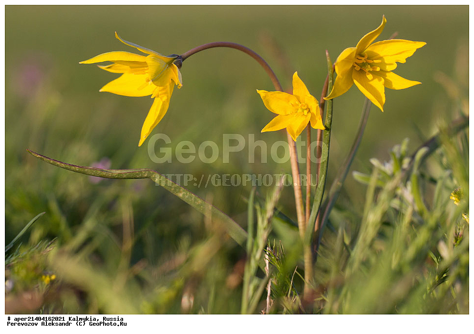 ���������� ��������, ������ ��������, �����, ��������, ���������� ��������, ������������ ��������, ������, �����, XYZ, ��������, Liliaceae, ������� �����������, Tulipa biebersteiniana, ������� ���������