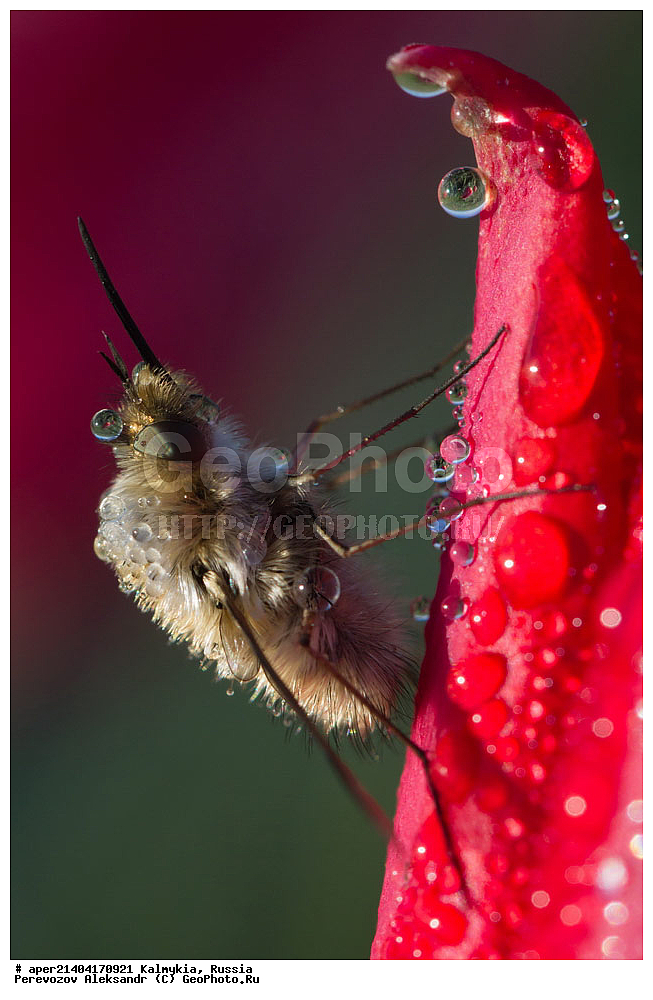 ���������� ��������, ������ ��������, �����, ��������, ���������� ��������, ������������ ��������, ������, �����, ��������, Liliaceae, �������, Tulipa