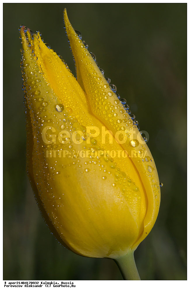 ���������� ��������, ������ ��������, �����, ��������, ���������� ��������, ������������ ��������, ������, �����, XYZ, ��������, Liliaceae, ������� �����������, Tulipa biebersteiniana, ������� ���������