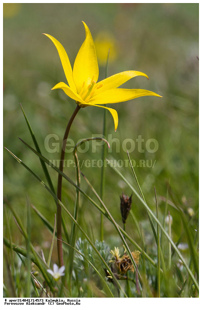 ���������� ��������, ������ ��������, �����, ��������, ���������� ��������, ������������ ��������, ������, �����, XYZ, ��������, Liliaceae, ������� �����������, Tulipa biebersteiniana, ������� ���������