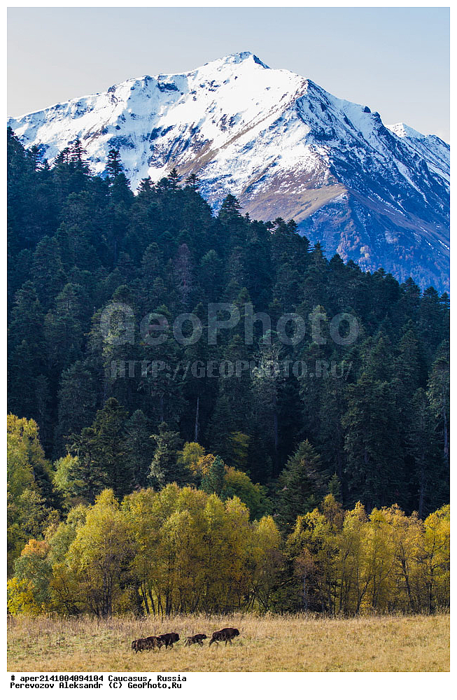 ������������� ����, ���������� ������, ���������-���������� ����������, ������, ���, ������, �������� ������, ���������� ��������������� ����������, �����, ���������� ��������������� ��������� ���������� ���������� ����� �. �. �����������, �������� ���������, ������, ����������, ����, �����, ��������, ��������, �������������, �������������, �����, �����, XYZ, ���������, Bovidae, ����, ����������� ����, ��������, ��������, �������������, �������������, �����, �����, XYZ, ���������, Bovidae, ����, ����������� ����, ������, ����������, ����������, ������, ����������, ����������, ������