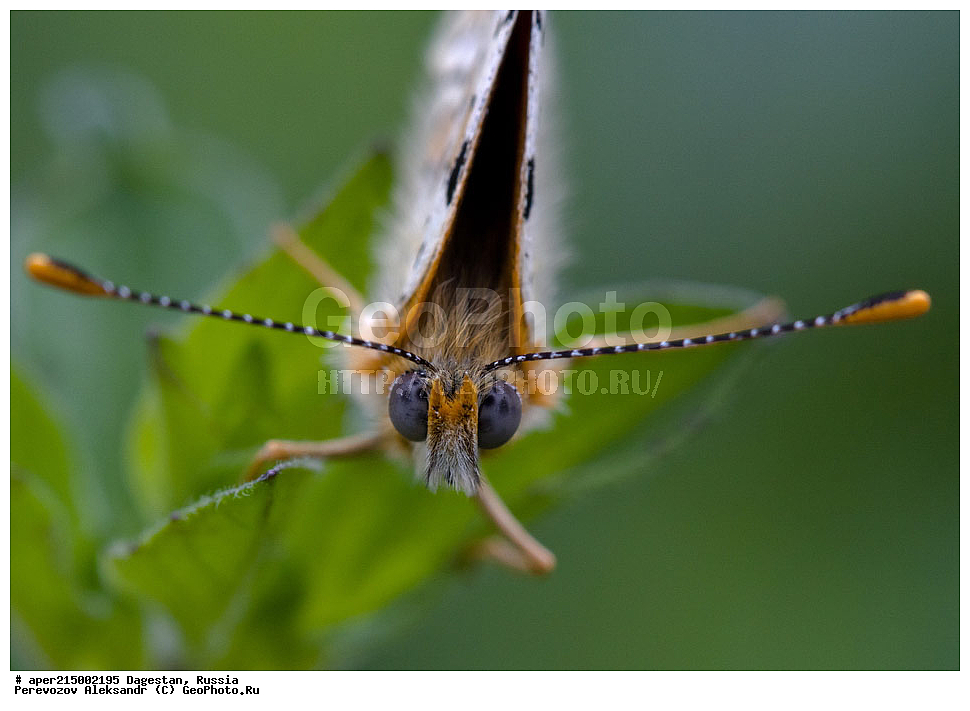 ��������, ������, ��������, ��������, ��������������, �������������, ��������������