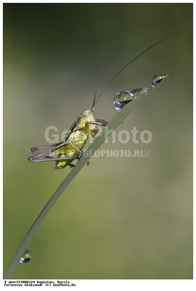 ��������, ������, ��������, ��������, ��������������, �������������, ��������������