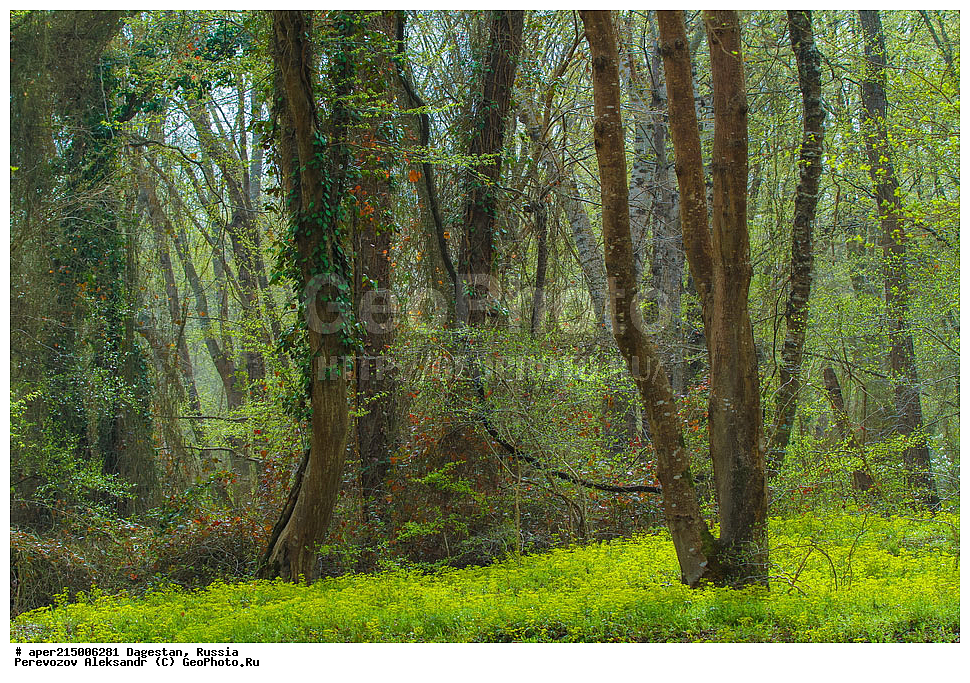 ������������, ���������, ��������, ������, ���������