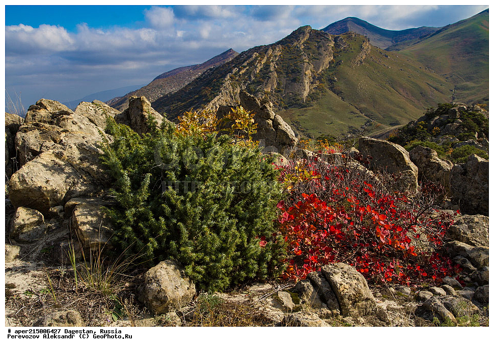 ������������, ���������, ��������, ������, ���������