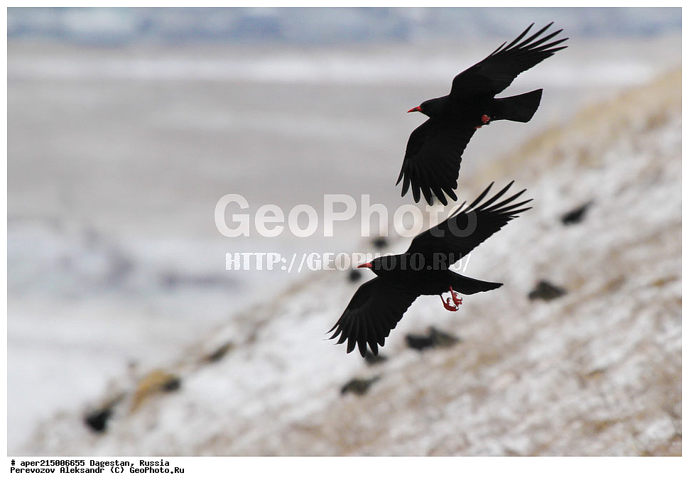 ������������, ��������, ������, ��������, ��������, �����, �����, ��������, �����������, XYZ, ��������, ���������, Corvidae, �������, Pyrrhocorax pyrrhocorax