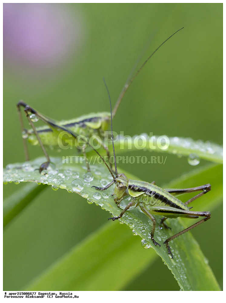 ��������, ������, ��������, ��������, ��������������, �������������, ��������������