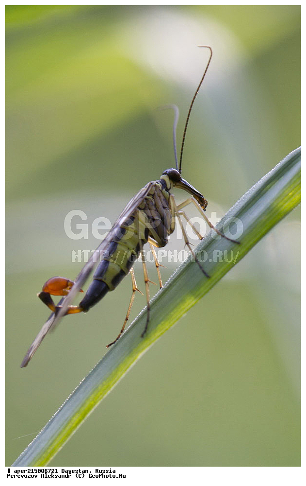 ��������, ������, ��������, ��������, ��������������, �������������, ��������������