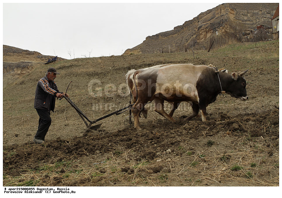 ������ � ������, ����������� ����� ������. ���� ���, ��������� �����, ������������, ��������, ���������, ������