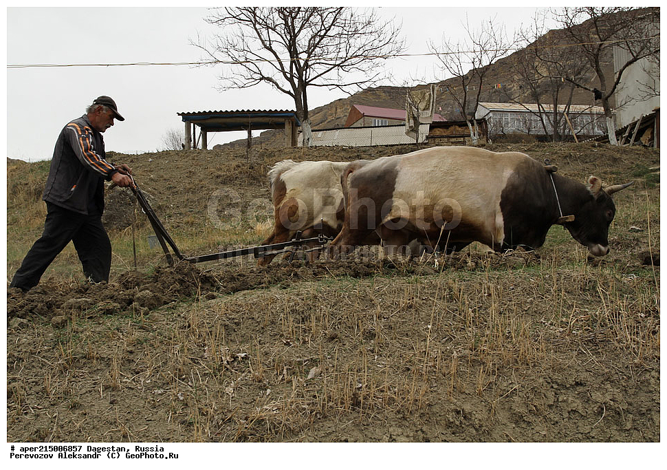 ������ � ������, ����������� ����� ������. ���� ���, ��������� �����, ������������, ��������, ���������, ������