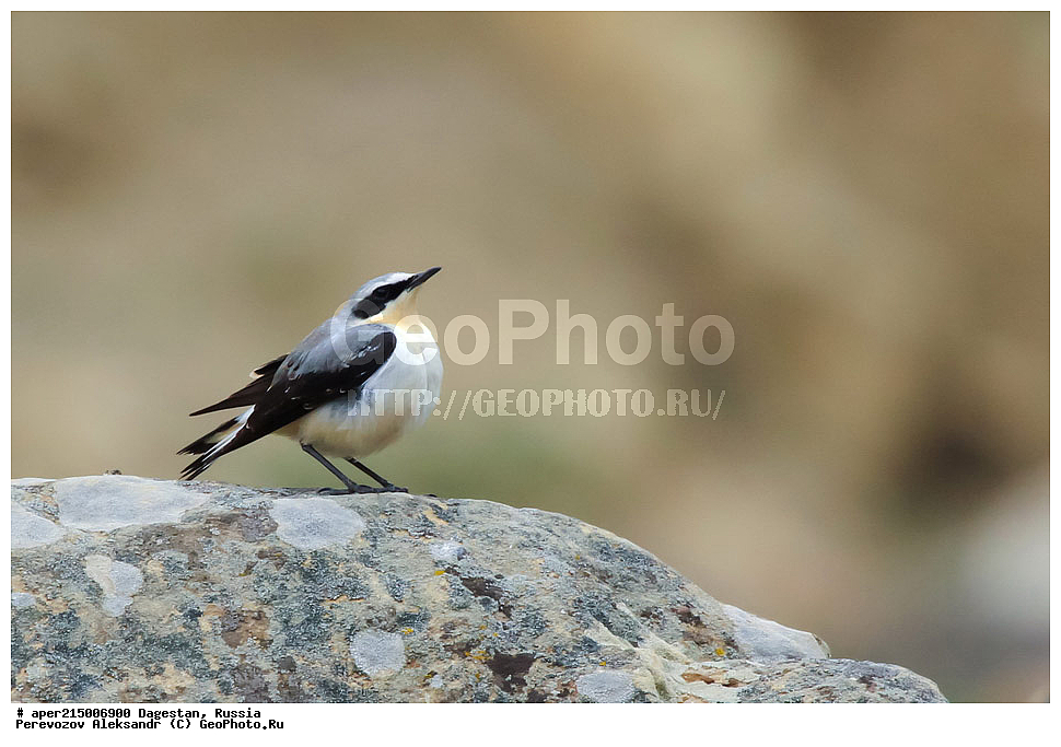 ������������, ��������, ������, ��������, ��������, �����, �����, ��������, �����������, XYZ, ������������, Muscicapidae, ������������ �������, �������, Oenanthe oenanthe