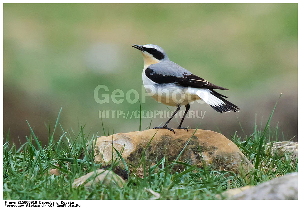 ������������, ��������, ������, ��������, ��������, �����, �����, ��������, �����������, XYZ, ������������, Muscicapidae, ������������ �������, �������, Oenanthe oenanthe