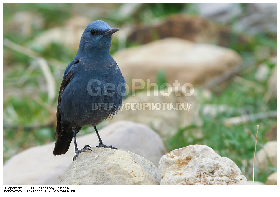 ������������, ��������, ������, ��������, ��������, �����, �����, ��������, �����������, XYZ, ������������, Muscicapidae, ����� �������� �����, Monticola solitarius