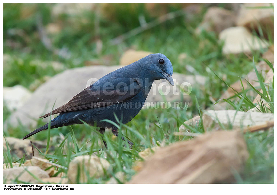 ������������, ��������, ������, ��������, ��������, �����, �����, ��������, �����������, XYZ, ������������, Muscicapidae, ����� �������� �����, Monticola solitarius