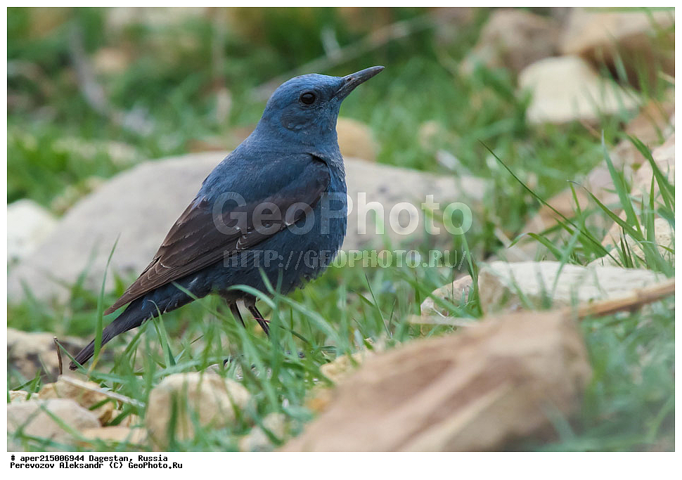 ������������, ��������, ������, ��������, ��������, �����, �����, ��������, �����������, XYZ, ������������, Muscicapidae, ����� �������� �����, Monticola solitarius