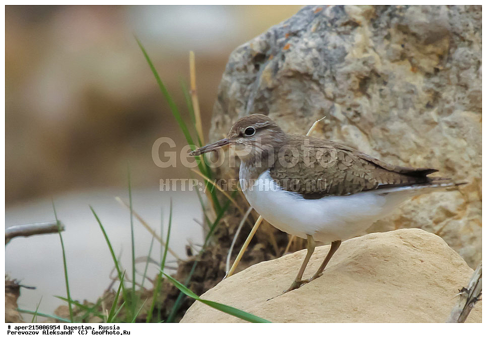  ������������, ��������, ������, ��������, ��������, �����, �����, ��������, �����������, �����, ������, XYZ, ���������, Scolopacidae, ����������, Actitis hypoleucos