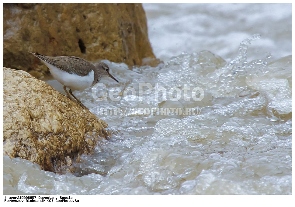  ������������, ��������, ������, ��������, ��������, �����, �����, ��������, �����������, �����, ������, XYZ, ���������, Scolopacidae, ����������, Actitis hypoleucos