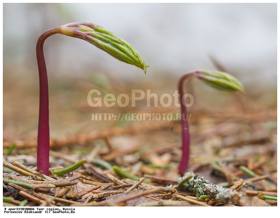 �������� �������, ����������-������ ��������������� ��������� ���������� ����������, ����������-������ ����������, ���������� �������������, ������, ����, ������, ������ ��������, �����, ���������� ��������, ������������ ��������, ������������ ��������, XYZ, ���������, Ranunculaceae, ���������� ���������, ������� ���������, ����������� ���������, ���������� ���������, ��������� ���������, ������� ���������, Anemonoides nemorosa, Anemone nemorosa