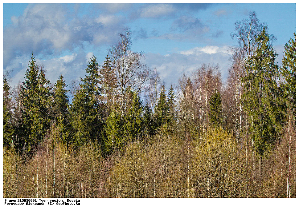 �������� �������, ����������-������ ��������������� ��������� ���������� ����������, ����������-������ ����������, ���������� �������������, ������, ����, ������, �������, ����, ��������� ����� ��������� ����, ��� ������������, Picea abies, ���