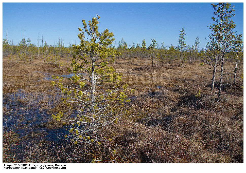 �������� �������, �������� ������, ������������ ������, ������������� ���, �������� �������, �����, ������, ������ ��������, �����, ���������� ��������, ������������ ��������, ������������ ��������, XYZ, ��������, Pinaceae, ����� ������������, ����� �������, ����� ������, ����� �������, Pinus sylvestris