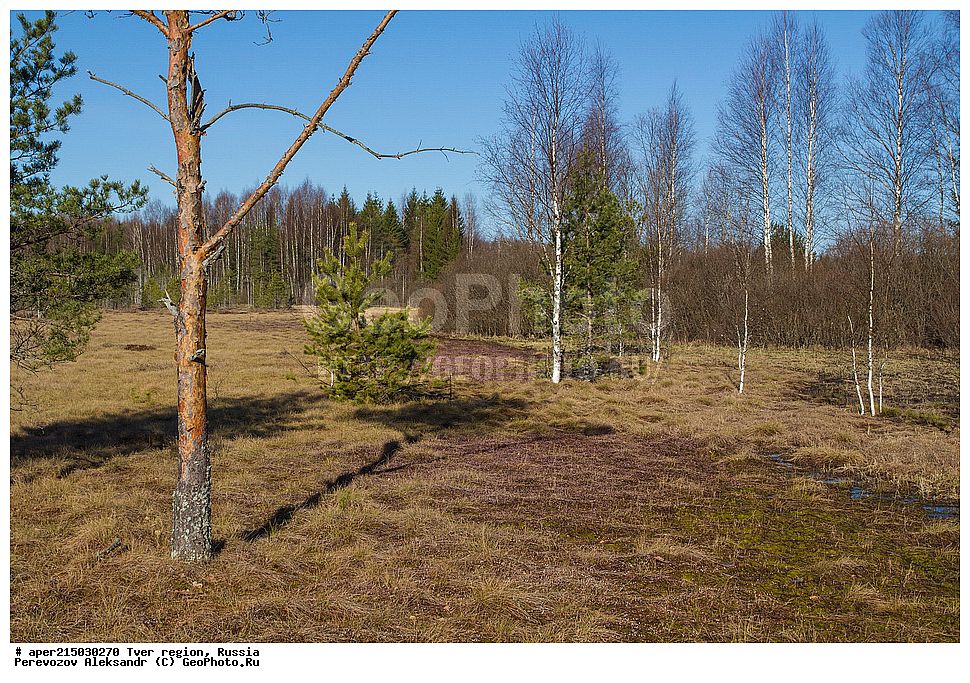 �������� �������, �������� ������, ������������ ������, ������������� ���, �������� �������, �����, ������, ������ ��������, �����, ���������� ��������, ������������ ��������, ������������ ��������, XYZ, ��������, Pinaceae, ����� ������������, ����� �������, ����� ������, ����� �������, Pinus sylvestris